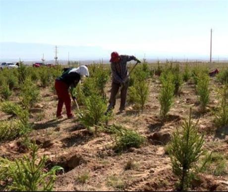 襄城縣國家儲備林基地建設(shè)項(xiàng)目一期
