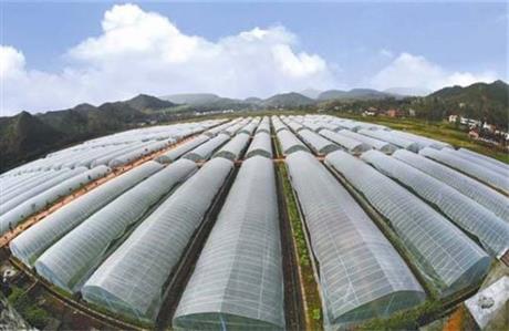 郟縣廣闊天地鄉(xiāng)蔬菜大棚項目